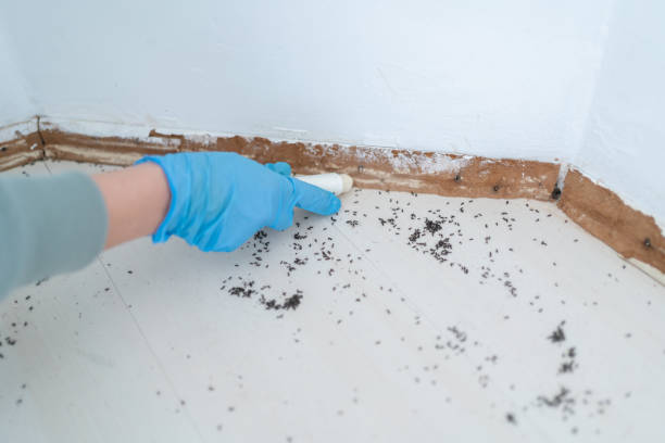 Professional Pest Control in Maury, NC